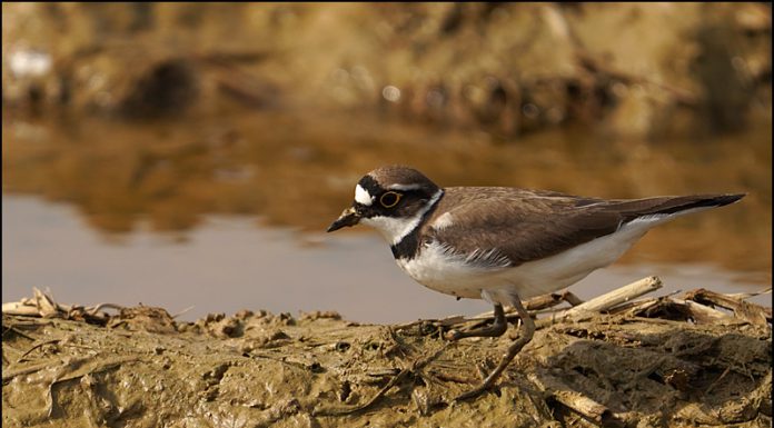 발가락이 잘린 꼬마물떼새