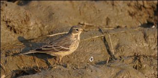 붉은가슴밭종다리
