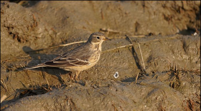 붉은가슴밭종다리