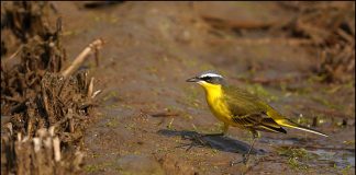 흰눈썹긴발톱할미새