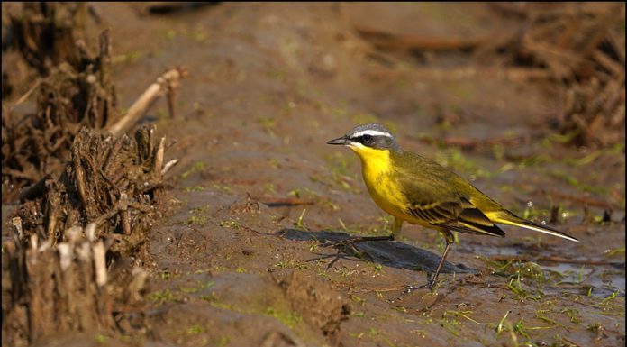 흰눈썹긴발톱할미새