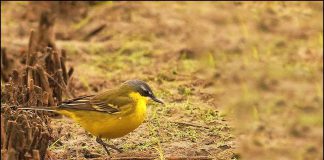 흰눈썹북방긴발톱할미새