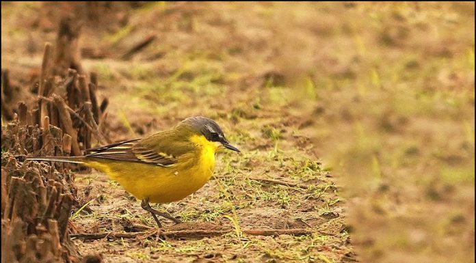 흰눈썹북방긴발톱할미새