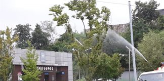 강화읍, 매미나방 등 돌발해충 집중 방제에 총력