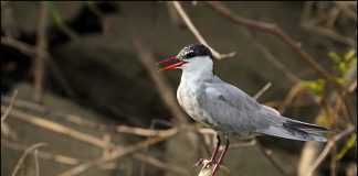 구레나룻제비갈매기
