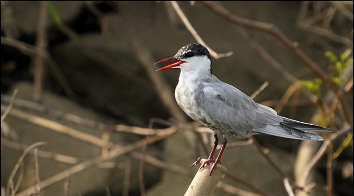 구레나룻제비갈매기