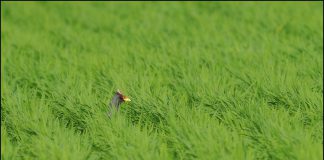 강화군 농작물재해보험료 80%, 농업인안전보험료 70% 지원