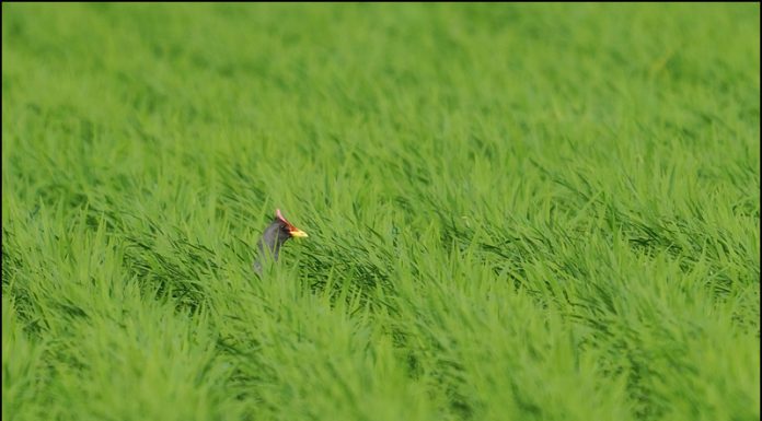 강화군 농작물재해보험료 80%, 농업인안전보험료 70% 지원