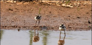 꼬마물떼새 가족