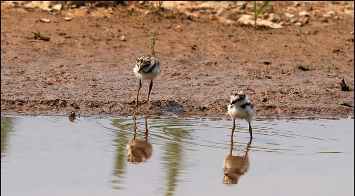 꼬마물떼새 가족