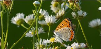 큰주홍부전나비