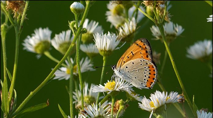 큰주홍부전나비