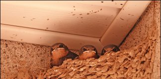 둥지속 아기제비