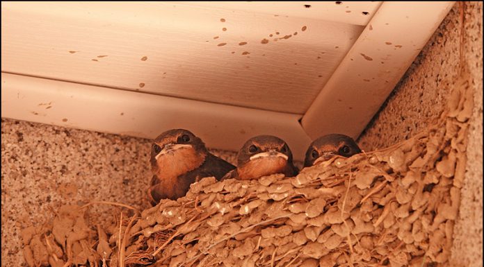 둥지속 아기제비