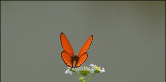 큰주홍부전나비