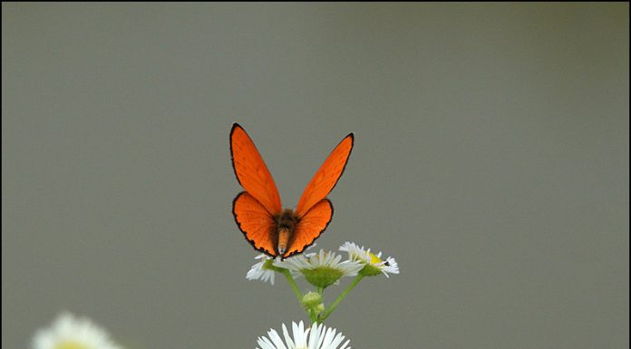 큰주홍부전나비