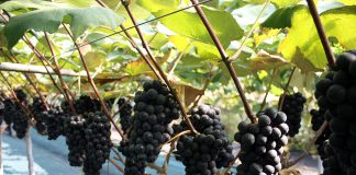 강화 섬 포도축제 오는 16~17일 초지광장에서 열려