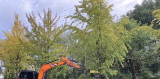 은행나무 가로수 은행조기 채취로 악취 없앤다