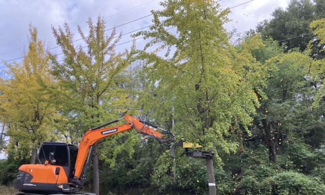 은행나무 가로수 은행조기 채취로 악취 없앤다