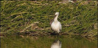 노랑부리저어새