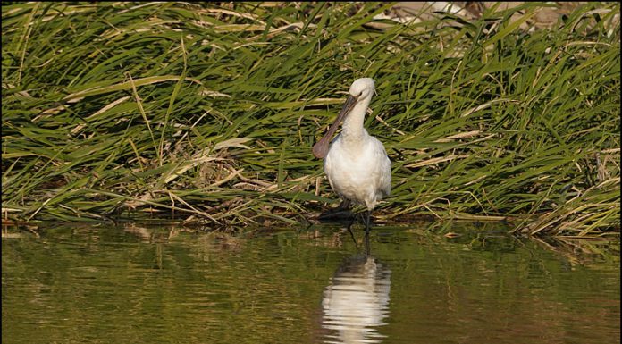 노랑부리저어새