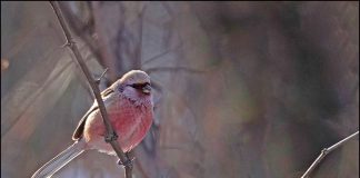 긴꼬리홍양진이