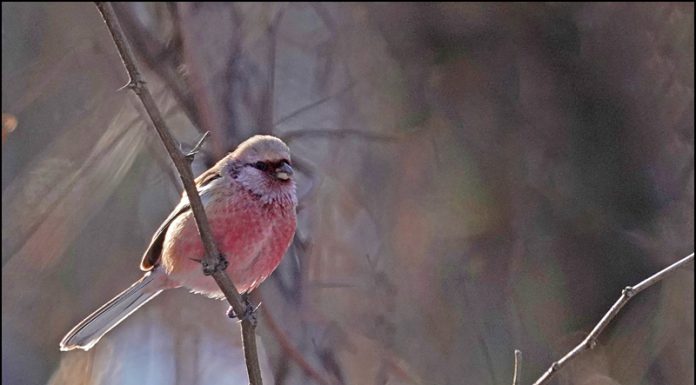 긴꼬리홍양진이