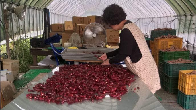 농업인 다용도 작업대 50% 지원 다음달 3일까지