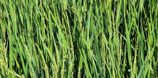 완화된 기본형 공익직불제 내일부터 4월28일까지 읍면사무소에 신청‧접수