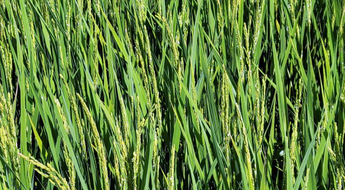 완화된 기본형 공익직불제 내일부터 4월28일까지 읍면사무소에 신청‧접수