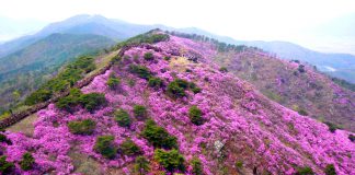 고려산 진달래축제 3년만에 재개