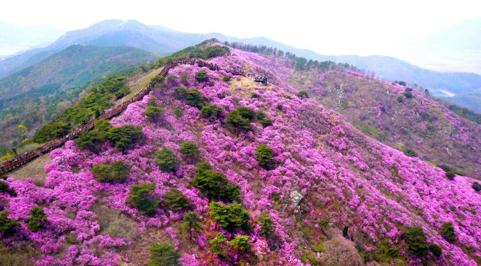 고려산 진달래축제 3년만에 재개