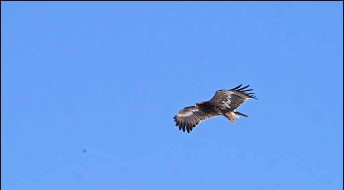귀한손님 초원수리