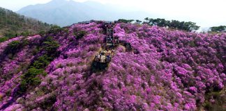 3년만에 개최되는 고려산 진달래축제 마음껏 누리세요