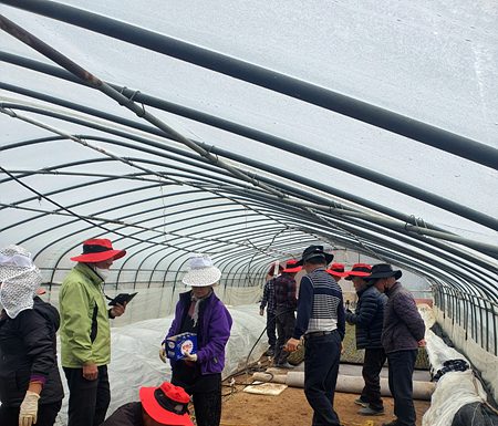 화도면장 고추묘 파종 영농현장 방문