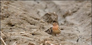 붉은가슴밭종다리