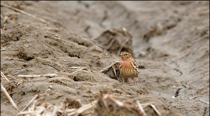 붉은가슴밭종다리