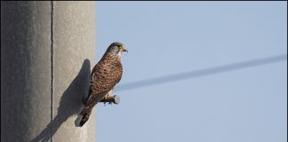 황조롱이의 둥지