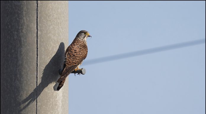 황조롱이의 둥지