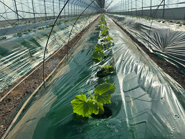 강화 섬 오이모종 첫 정식